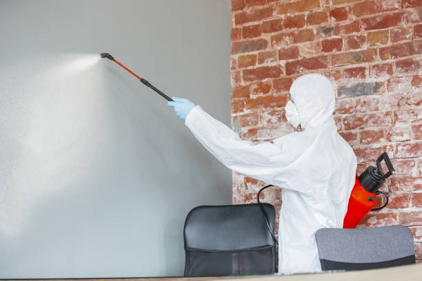 Best Basement Mold Removal  in Dallas, OR